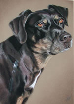 pastel portrait of a dog by purely pastels artist tracey rood