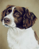 pastel portrait of a dog's head by purely pastels artist tracey rood