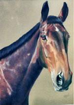 pastel portrait of a horse by purely pastels artist tracey rood