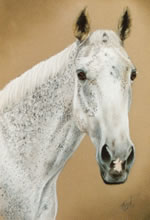 pastel portrait of a horse by purely pastels artist tracey rood