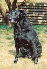 photo of a dog sitting still